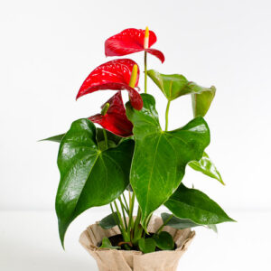 plante-anthurium