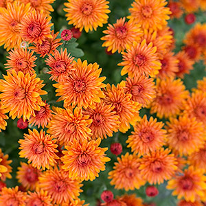 chrysantheme-automne