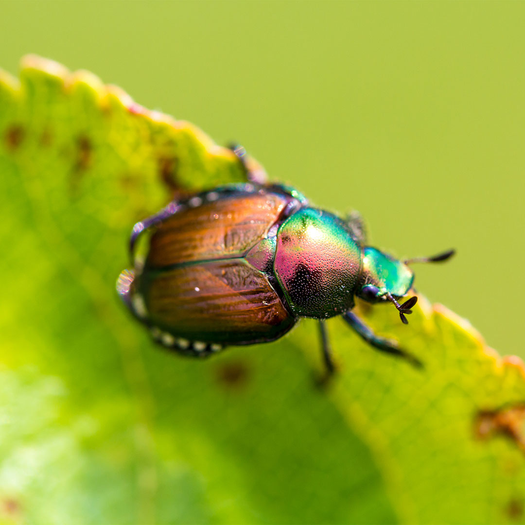 Plantes répulsives au jardin Jardin Eden