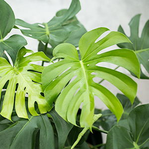 monstera