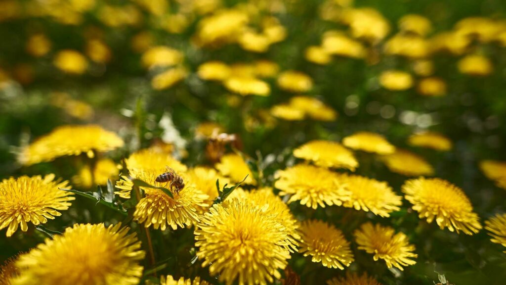 pissenlits-abeille