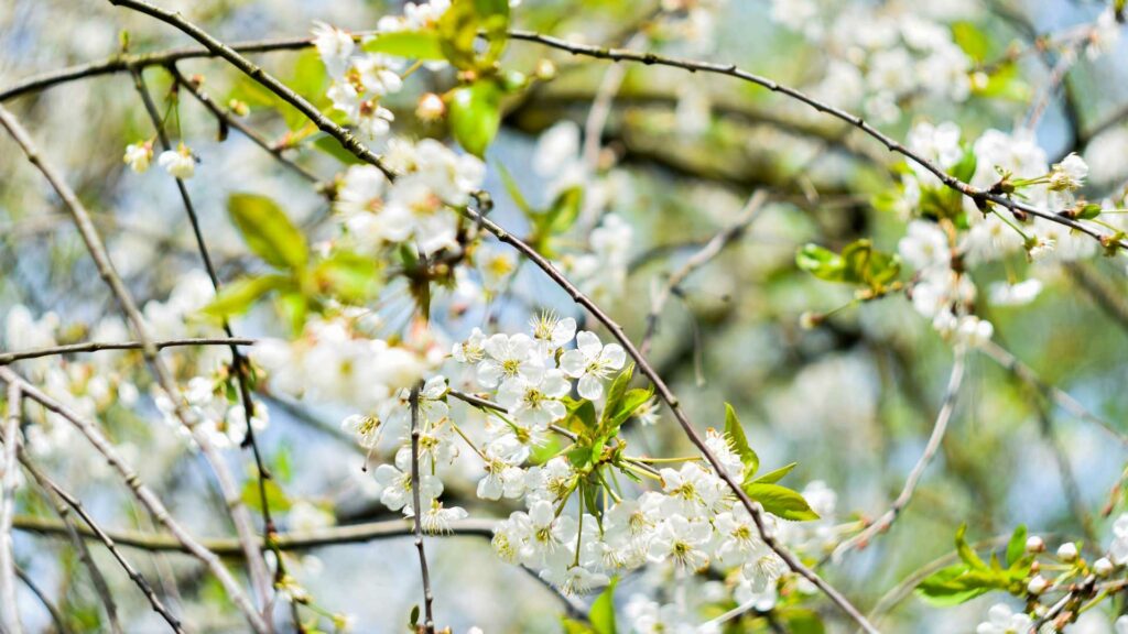 pommier-fleurs