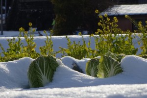 potager-printemps