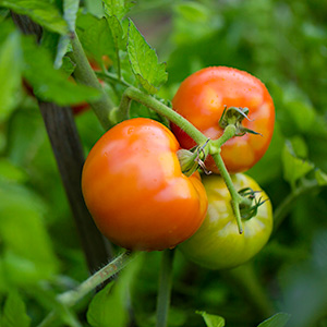 tomates