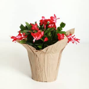 Cactus de Noël en pot
