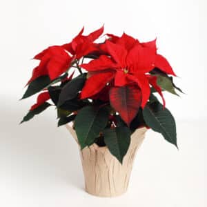Poinsettia rouge à offrir