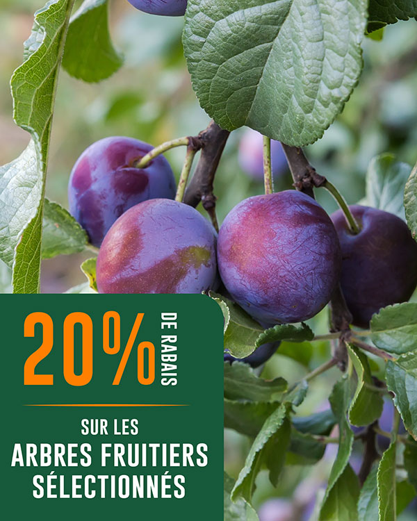 rabais-fruitiers-eden