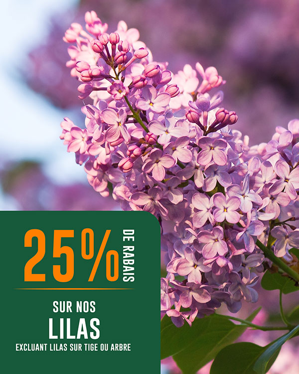 rabais-lilas-eden