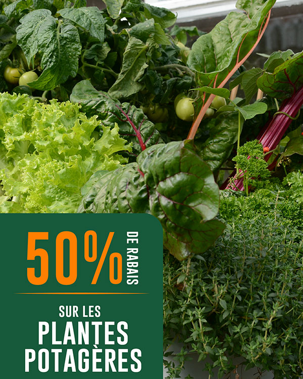 rabais-plantes-potageres-eden