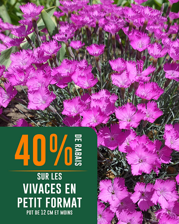 rabais-vivaces-petits-eden