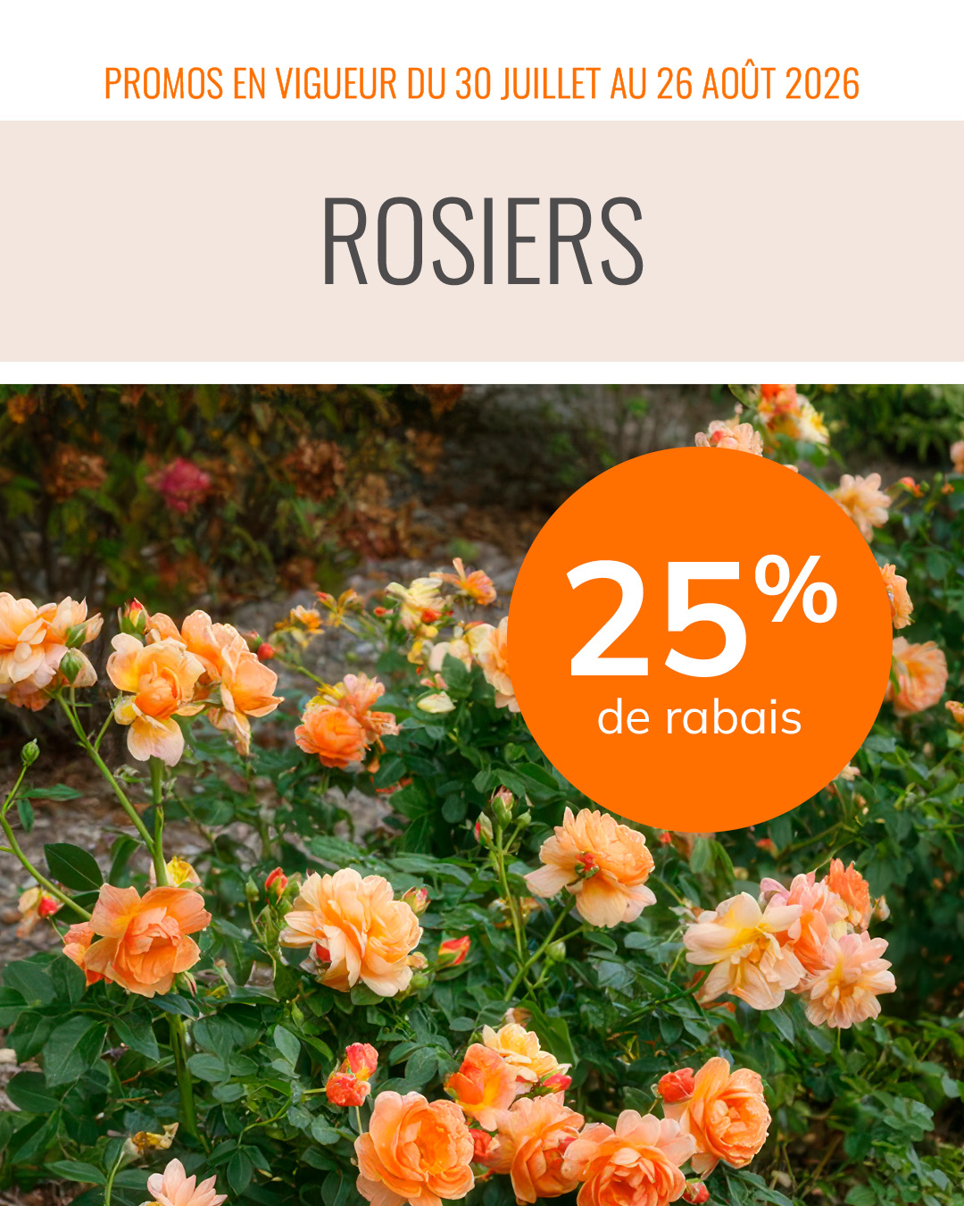 promo-30-juillet-26-aout-rosiers