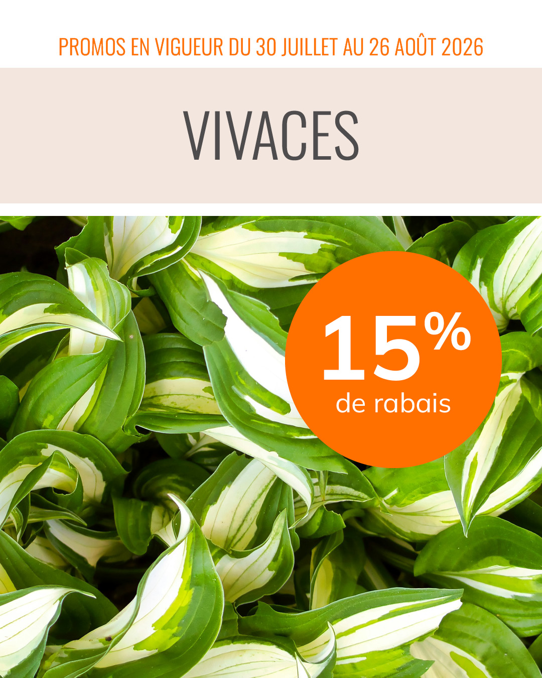 promo-30-juillet-26-aout-vivaces