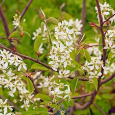 amelanchier amelanchier