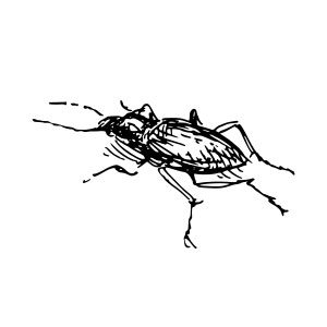 Dépistage-et-traitement-des-insectes-ravageurs-et-maladies Dépistage-et-traitement-des-insectes-ravageurs-et-maladies