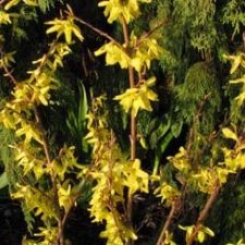 forsythia forsythia